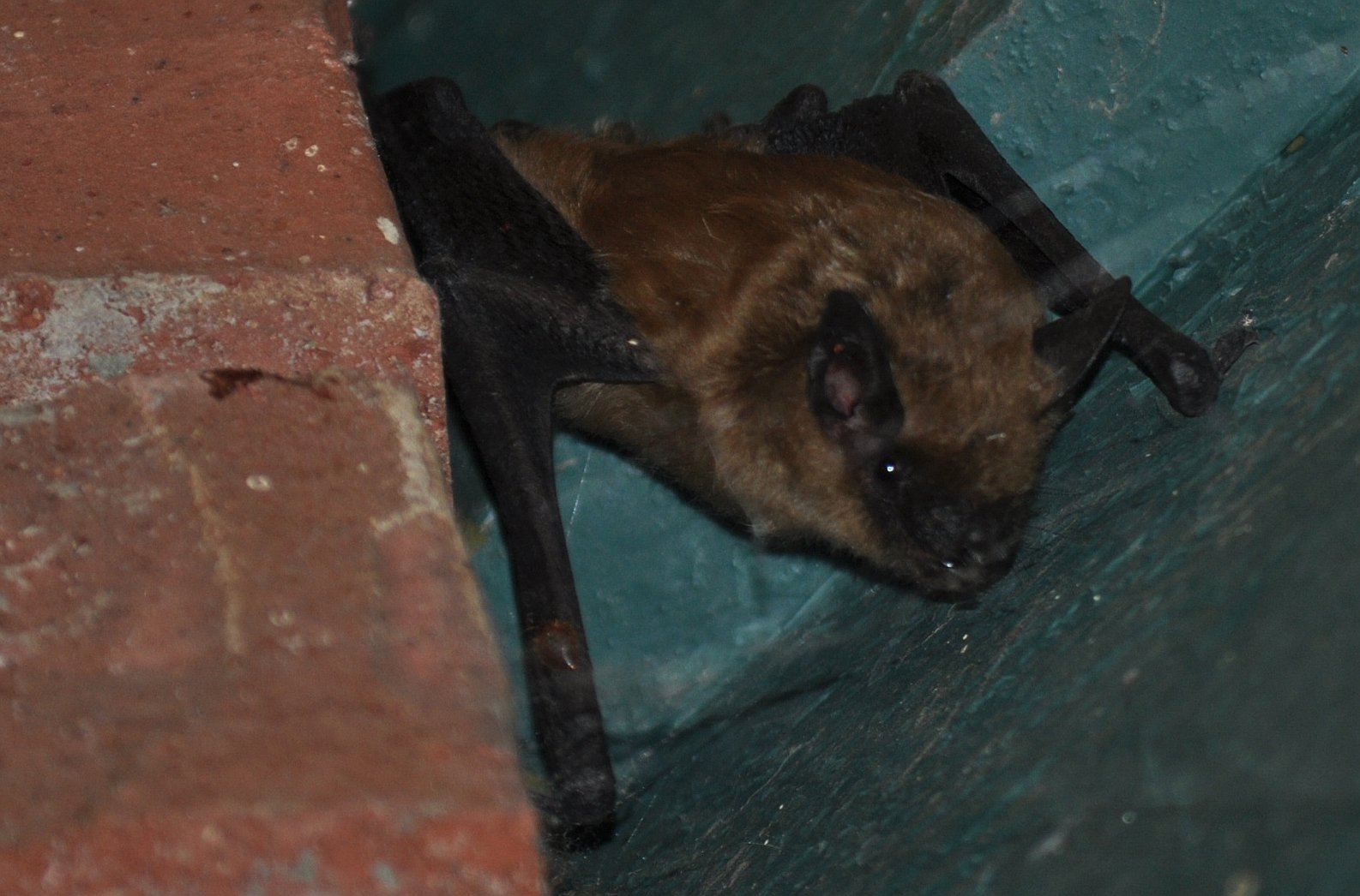 Photo of the california myotis bat in an attic
