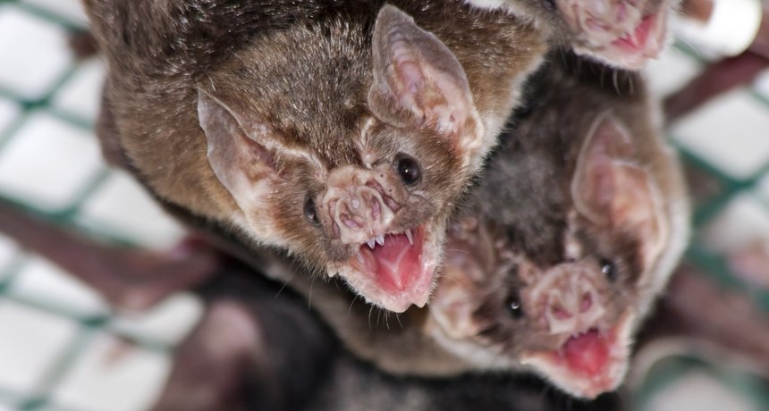 Picture of young common vampire bats