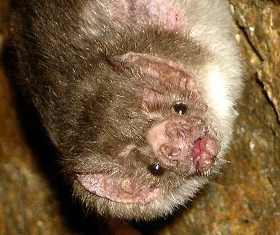 Image of common vampire bat roosting upside down