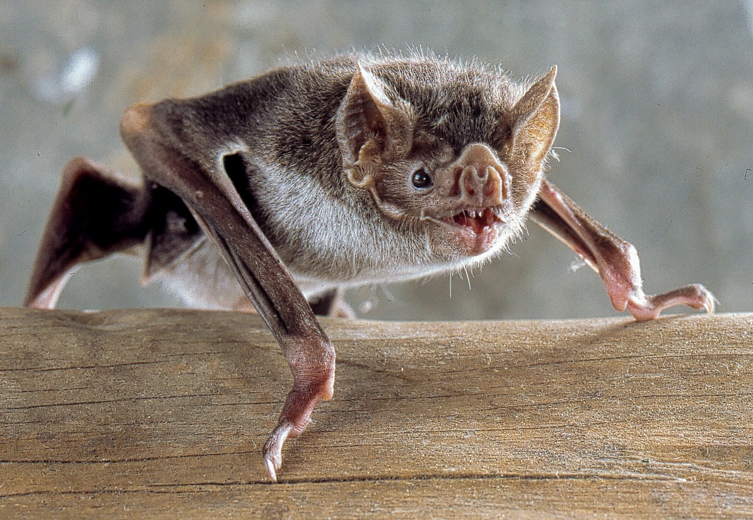 Photo of common vampire bat 