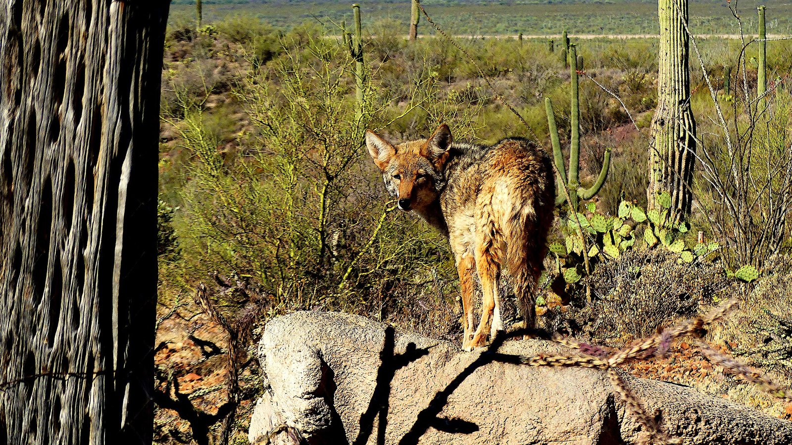 Photo of a coyote in the arizona desert