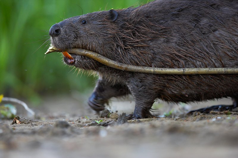 Photo of Eurasian Beaver carrying wood to dam