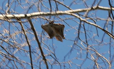 Photo of northern flying squirrel gliding from tree branch