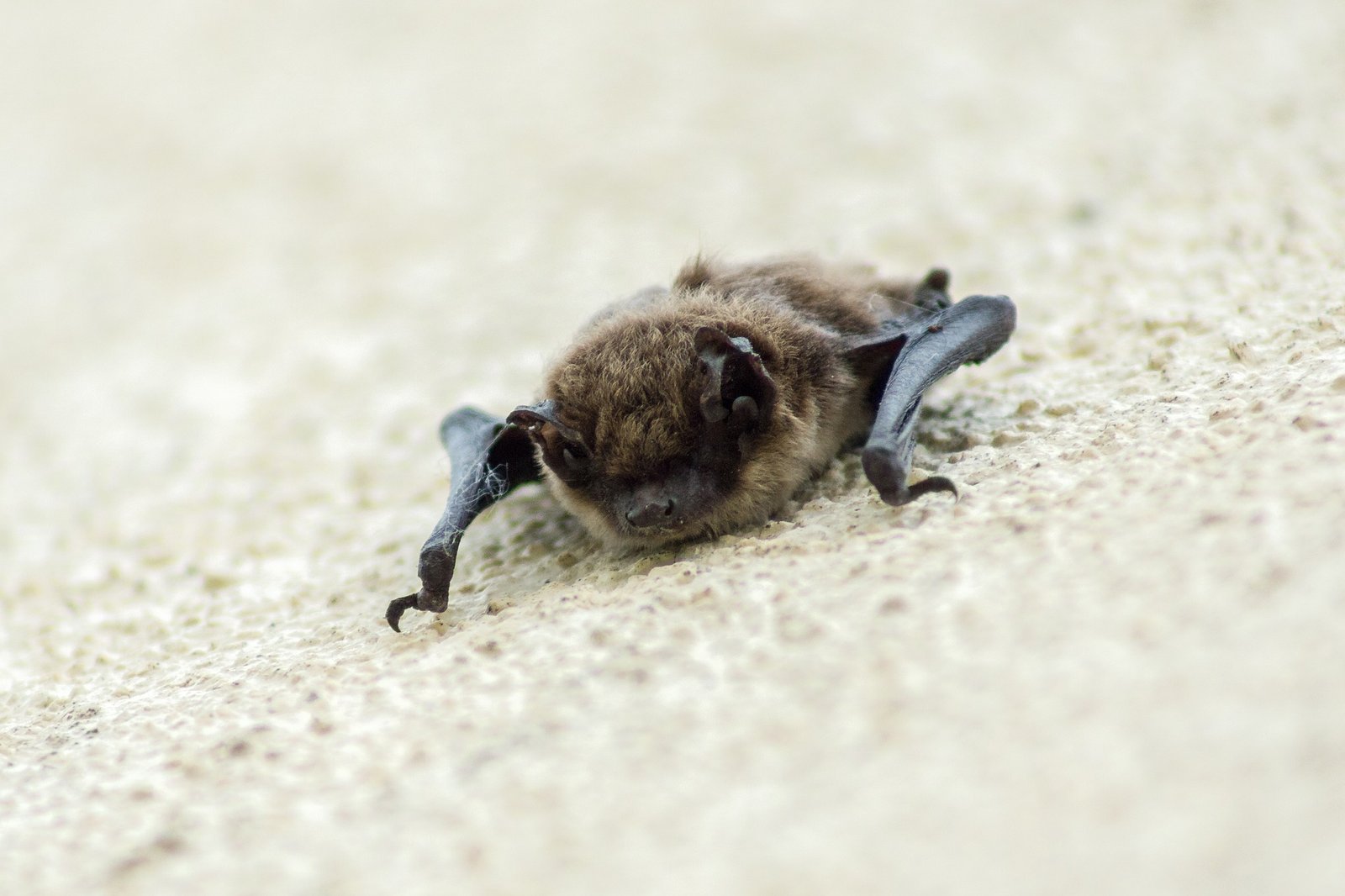 Photo of a Fringed Myotis bat 