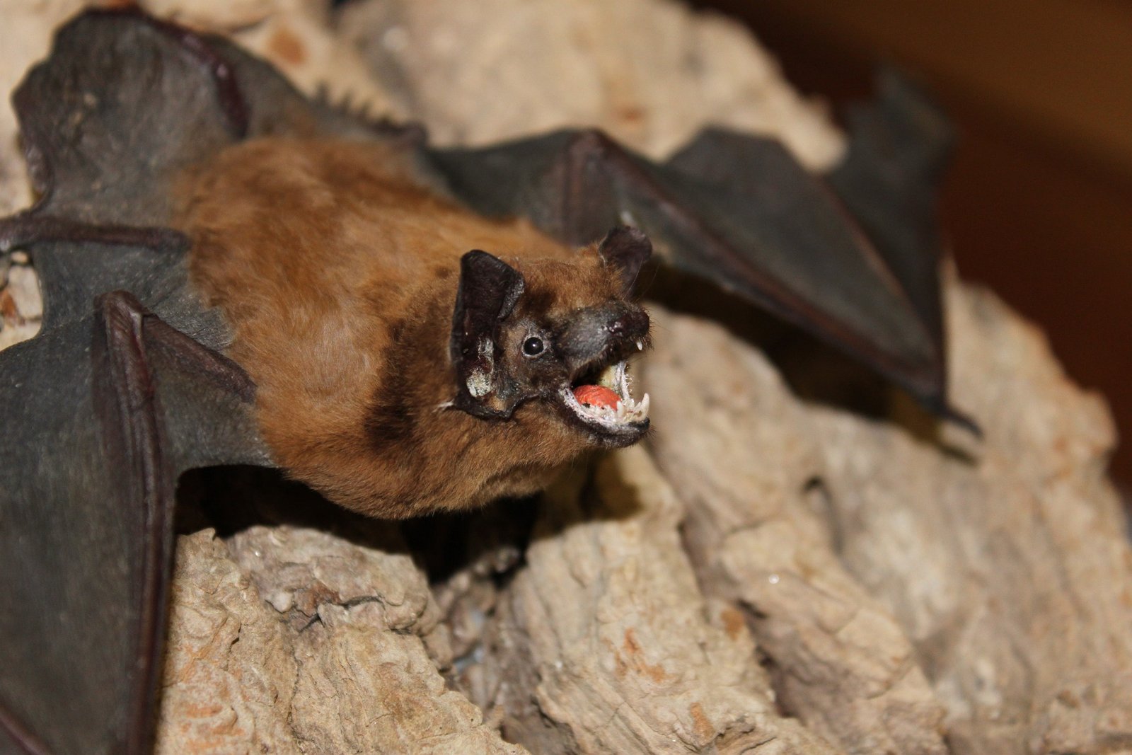 Image of Fringed Myotis roosting in a cave