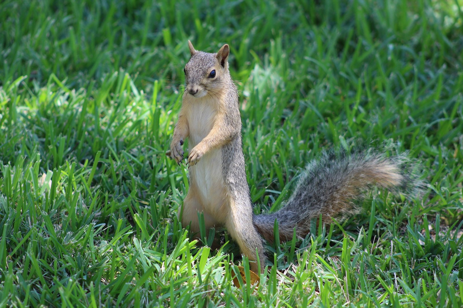 Photo of gray squirrel in north America