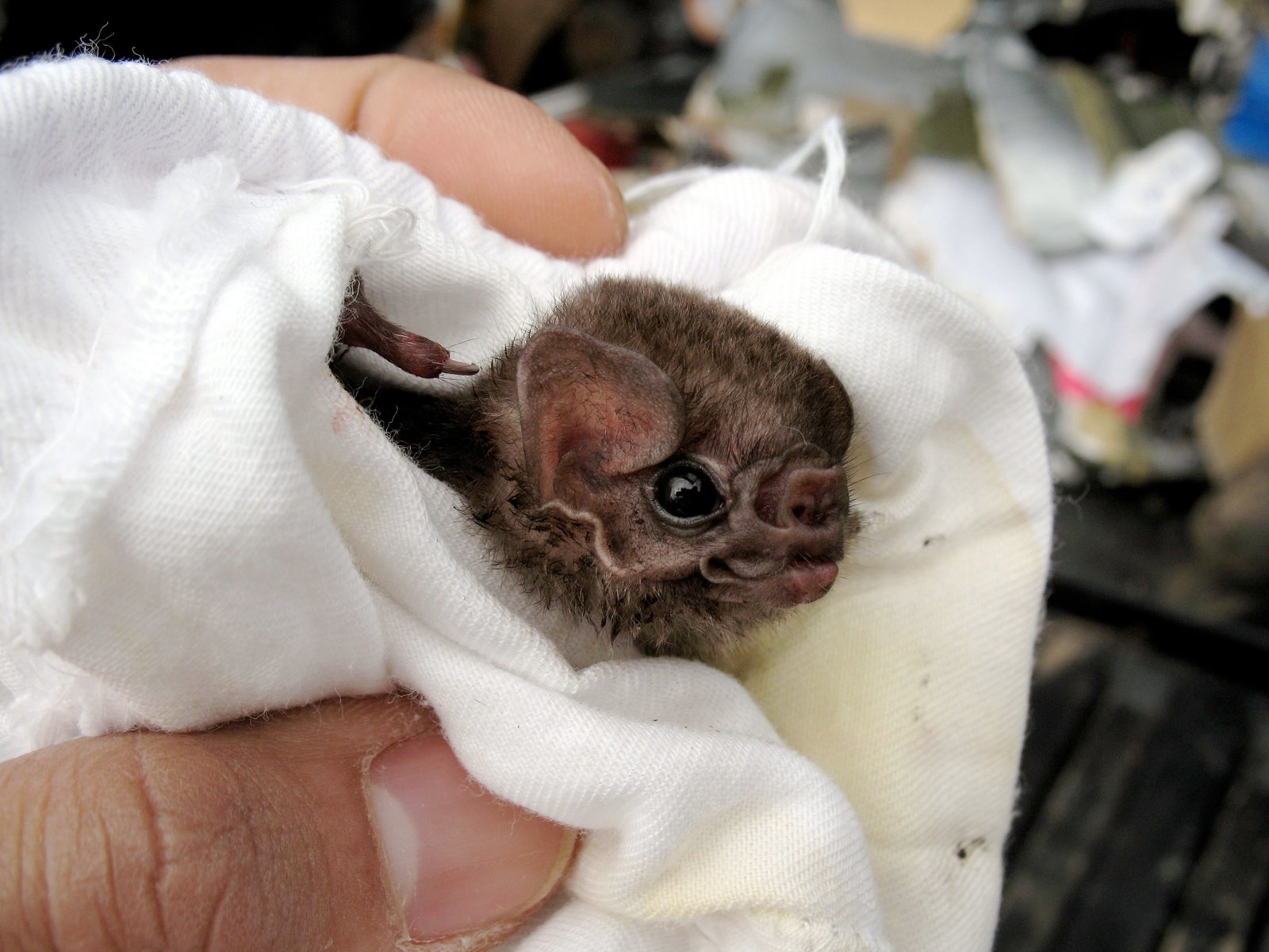 Photo of Hairy-Legged Vampire Bat newborn 