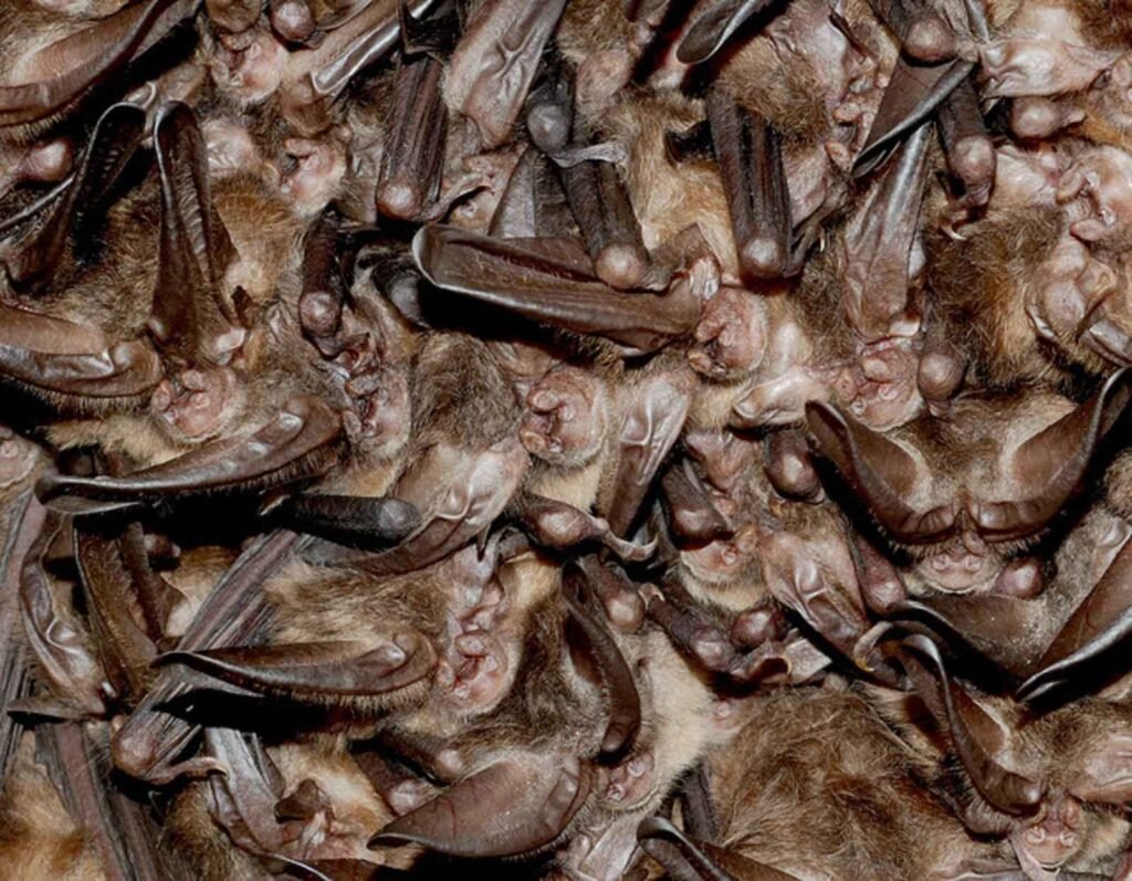 Photo of hibernating Indiana bats
