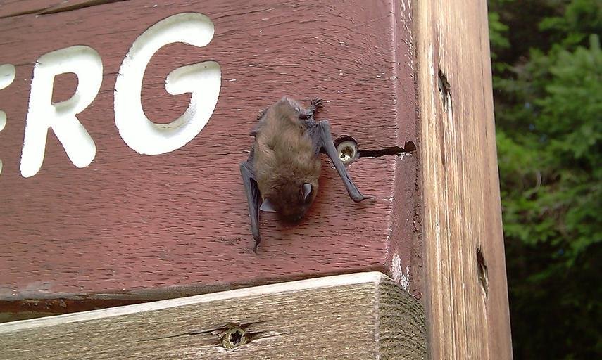 Image of Keen’s Myotis in a state park