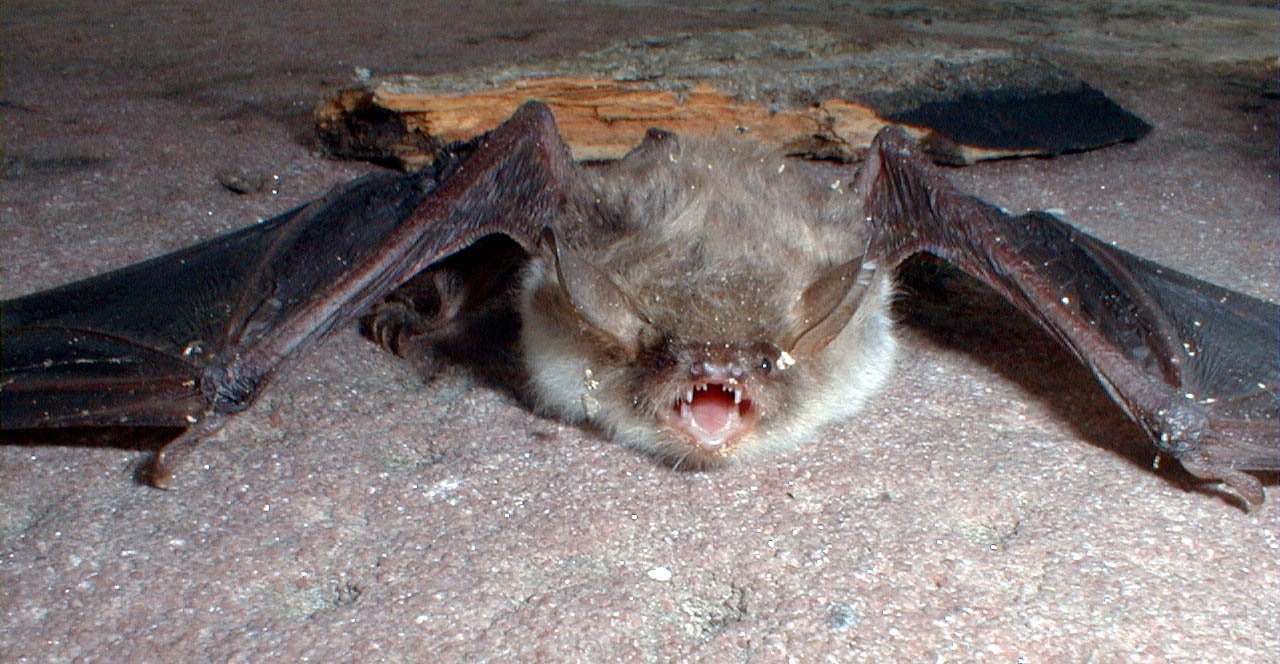 Photo of a captured long eared myotis bat