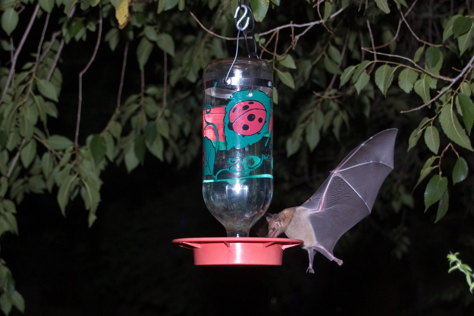 Photo of Mexican Long-Tongued Bat eating from bird feeder