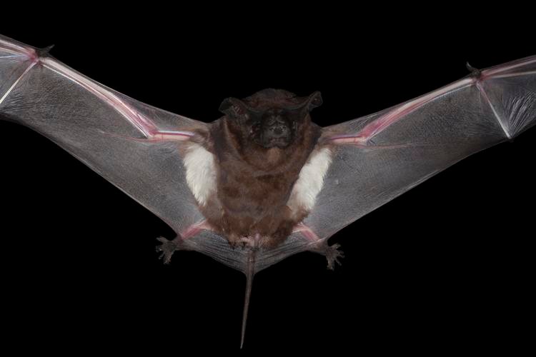 Image of a flying pocket free tailed bat