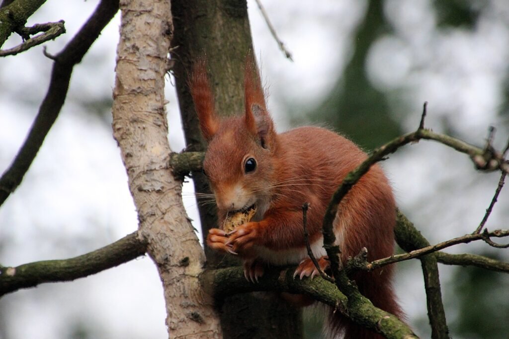 picture of red squirrel building nest