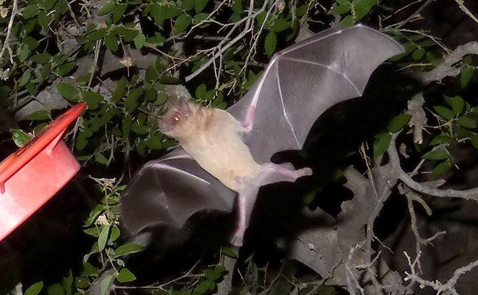 Image of a flying southern long nosed bat