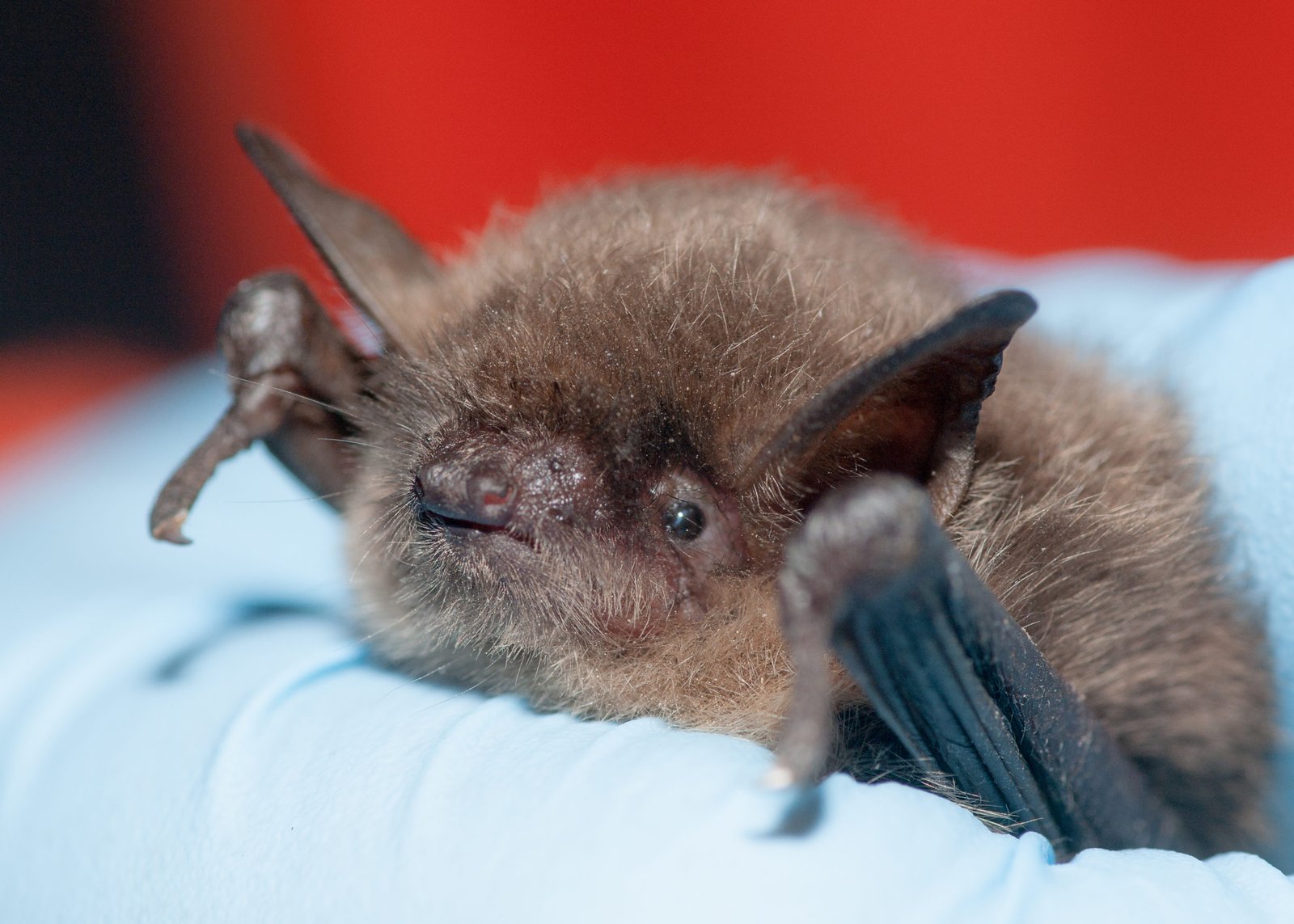 Image of a captured Yuma Myotis bat