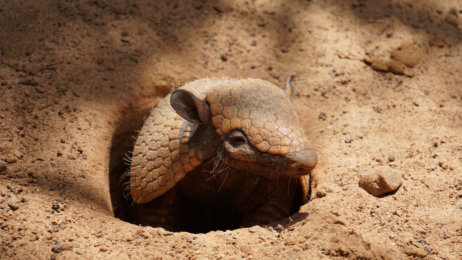 Photo of armadillo emerging from burrow