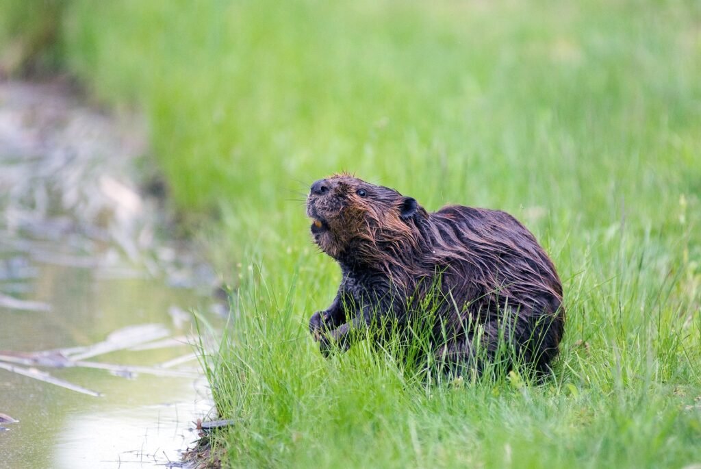 Photo of beaver near pond