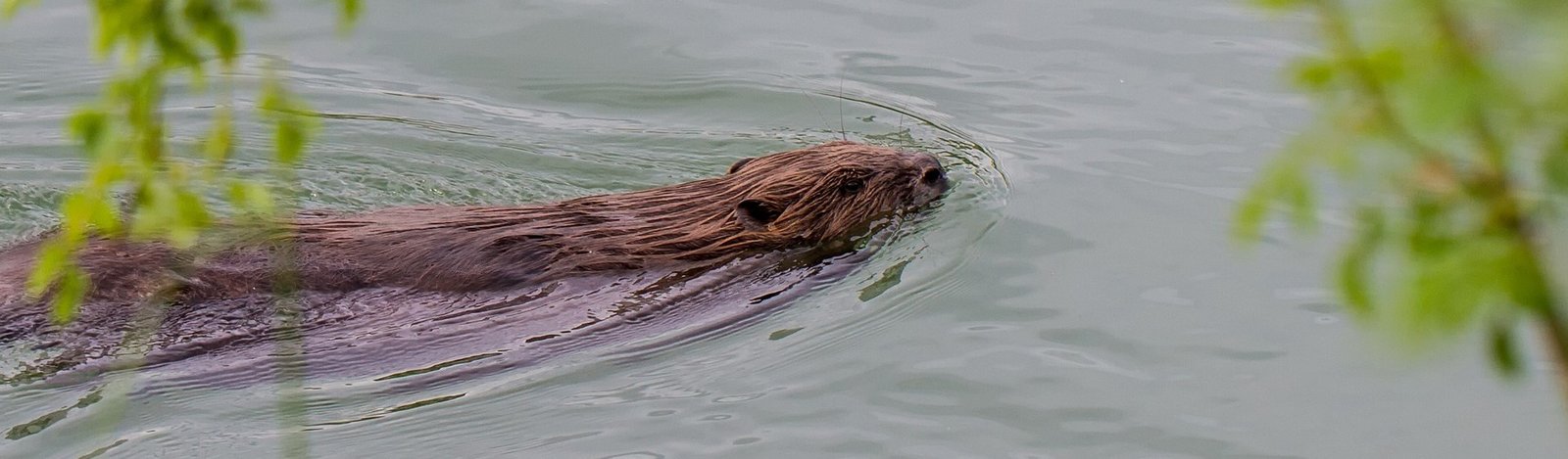 Photo of American beaver swimming
