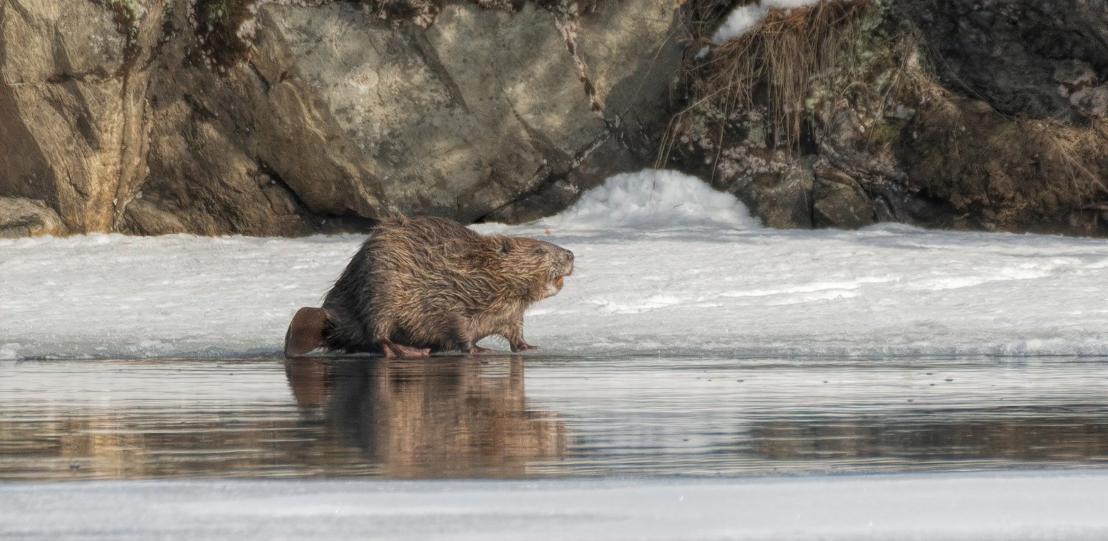 Image of a beaver at the edge of a lake