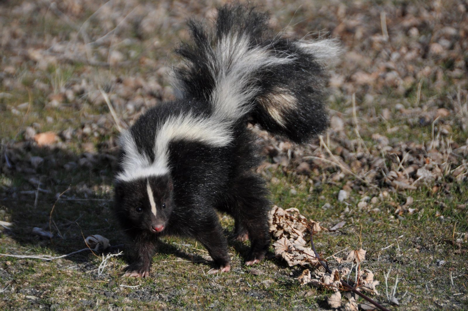 Picture of a skunk running from predators 