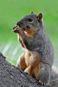 Picture of a feeding eastern fox squirrel