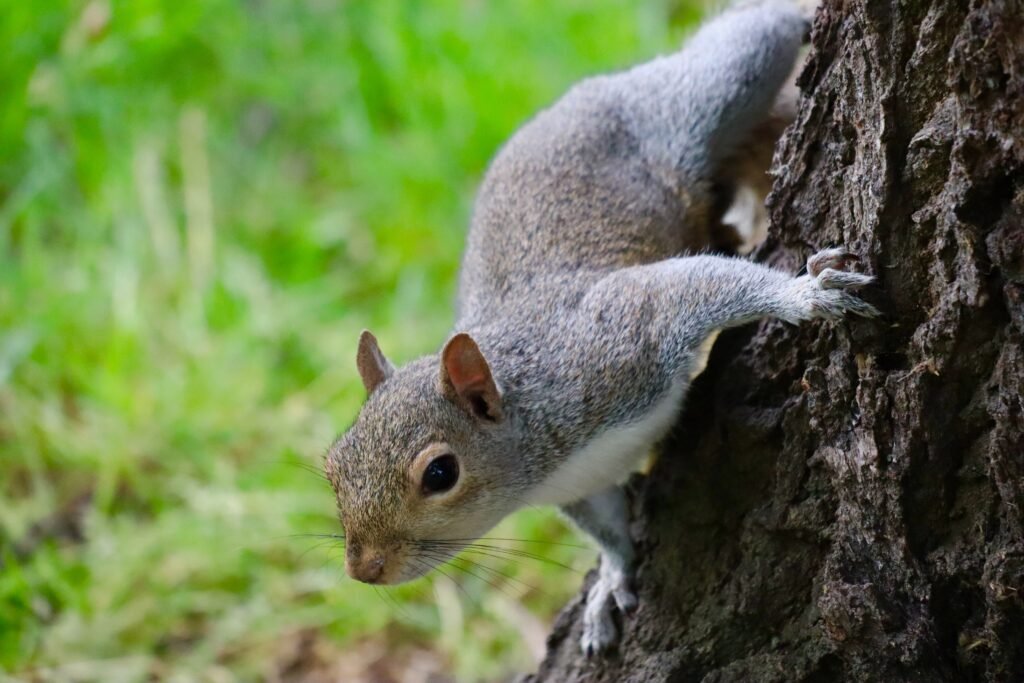 Image of eastern gray squirrel climbing tree