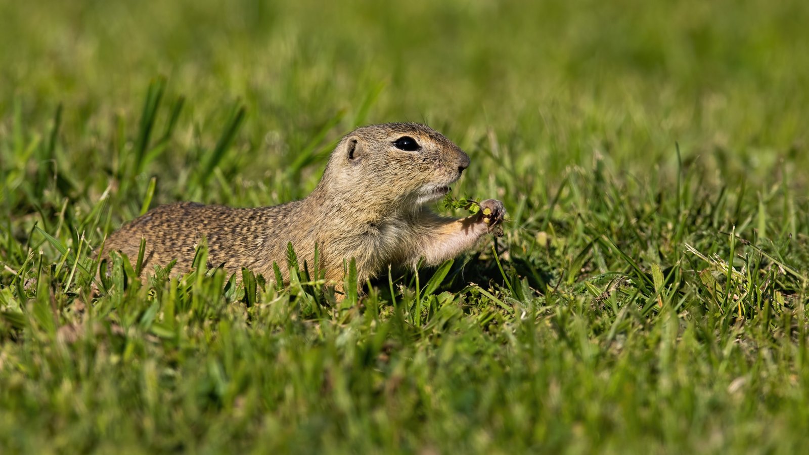 Image of a ground squirrel feeding on grass