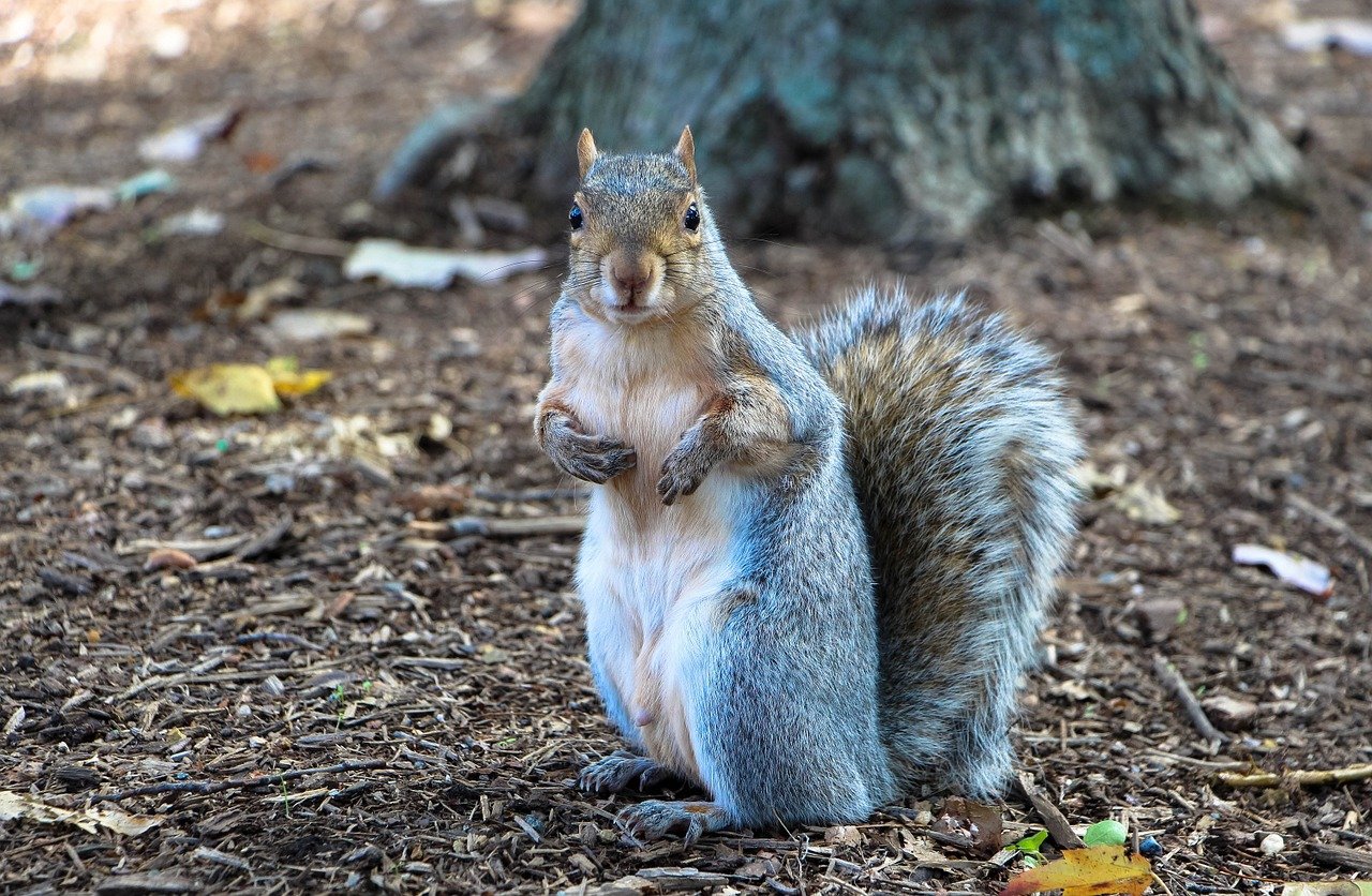 Image of gray squirrel on forest ground