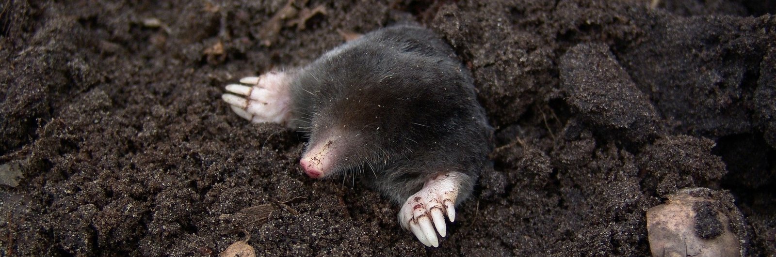 Picture of mole found in north american soil