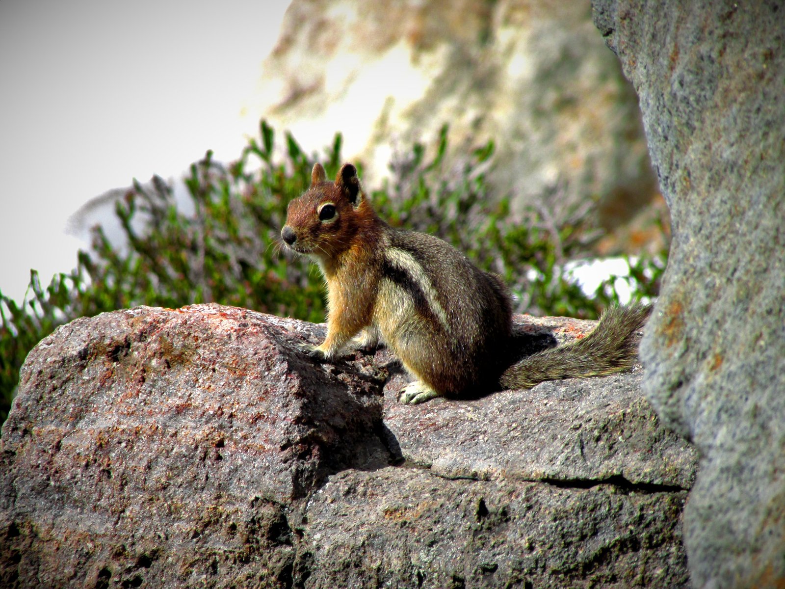 Photo of ground squirrel climbing rocks
