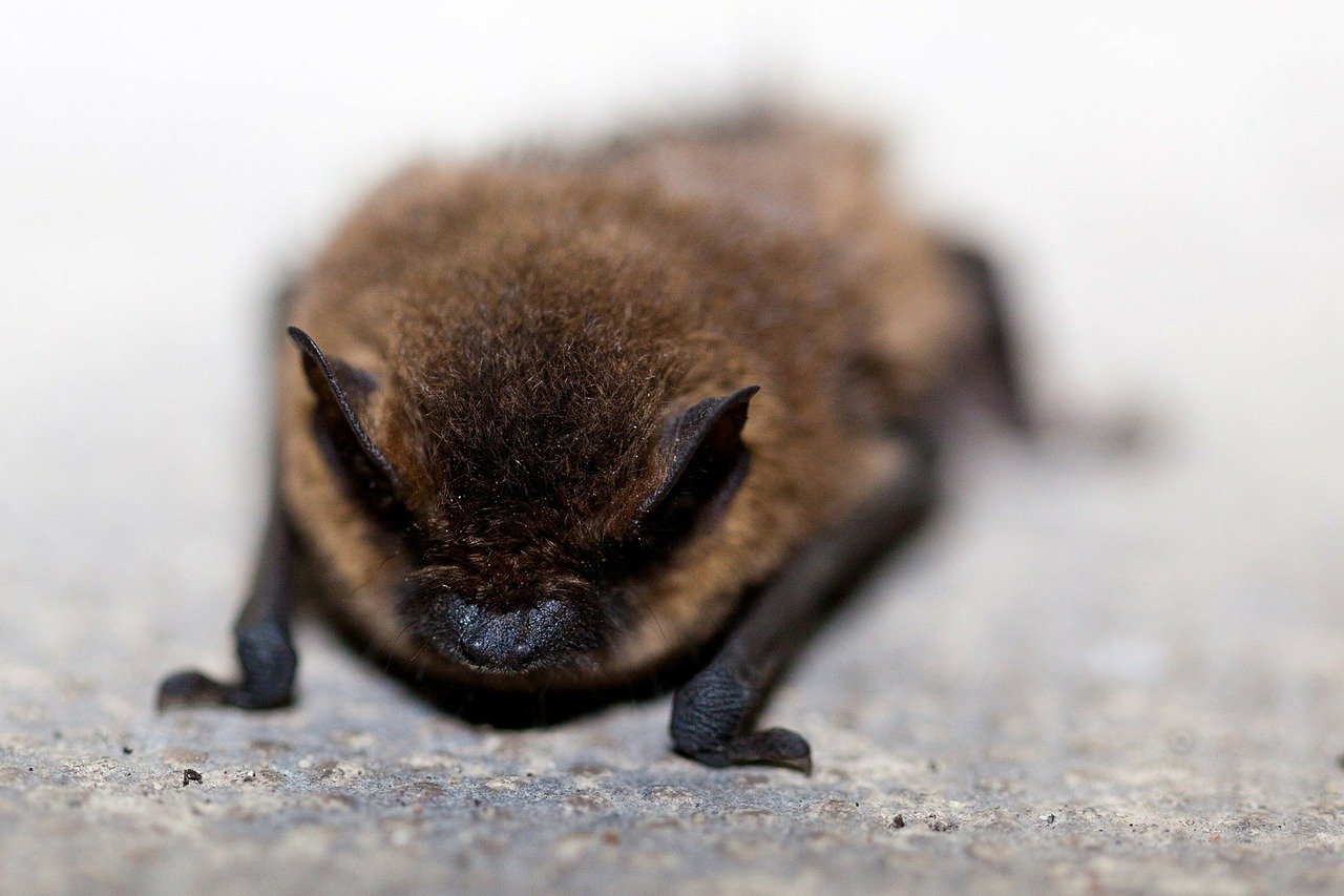 picture of little brown bat