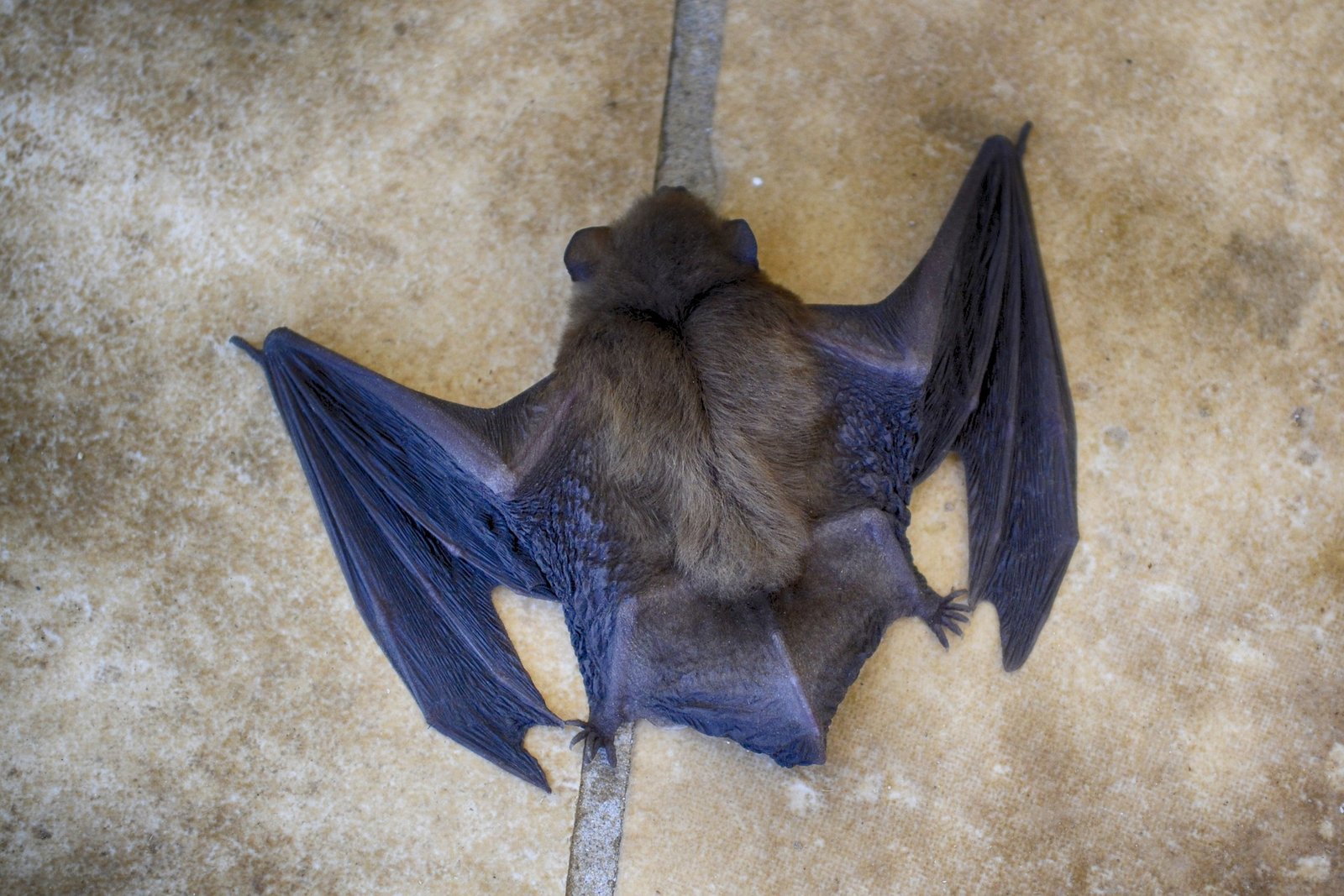 Image of a little brown myotis bat