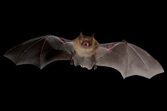 Photo of a long legged myotis bat flying