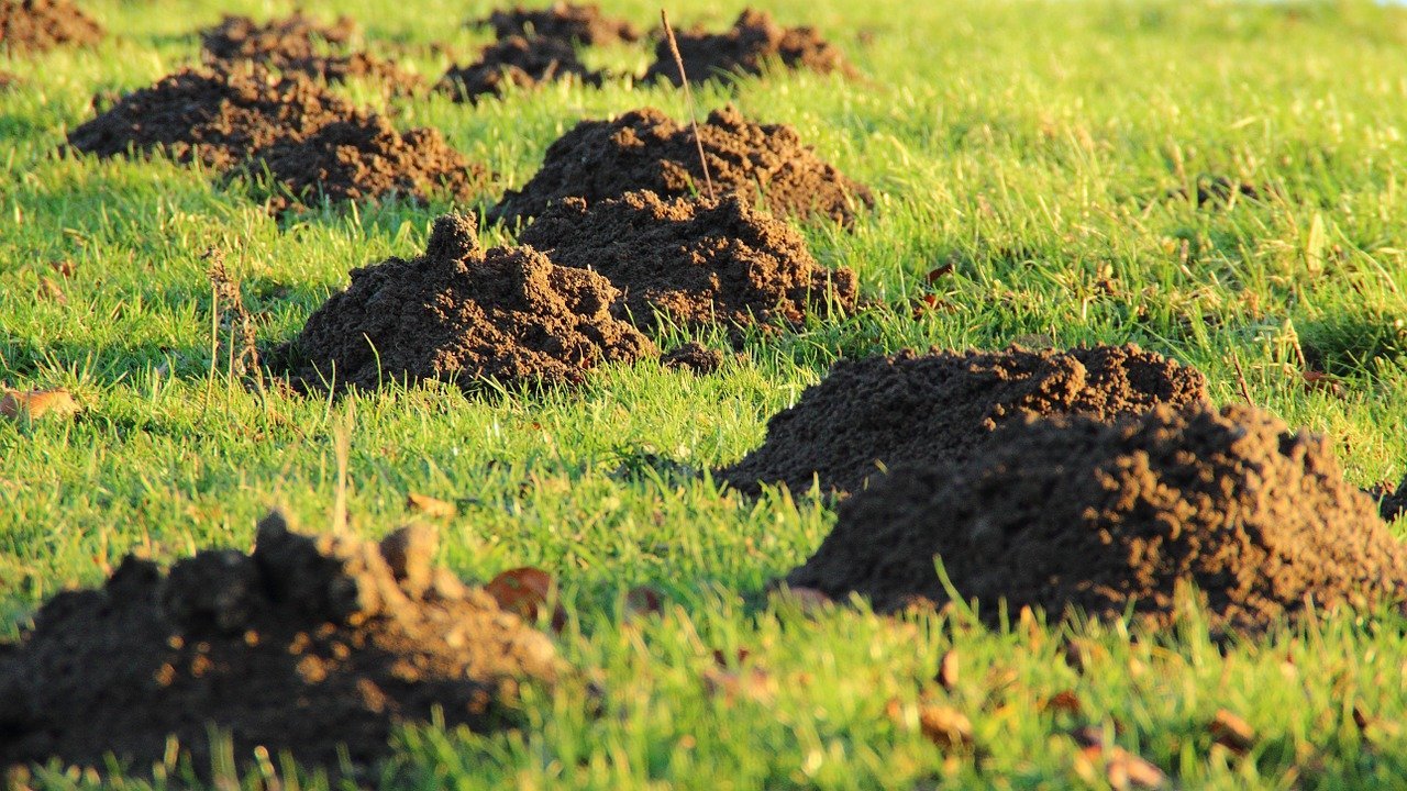 Image of mole mounds
