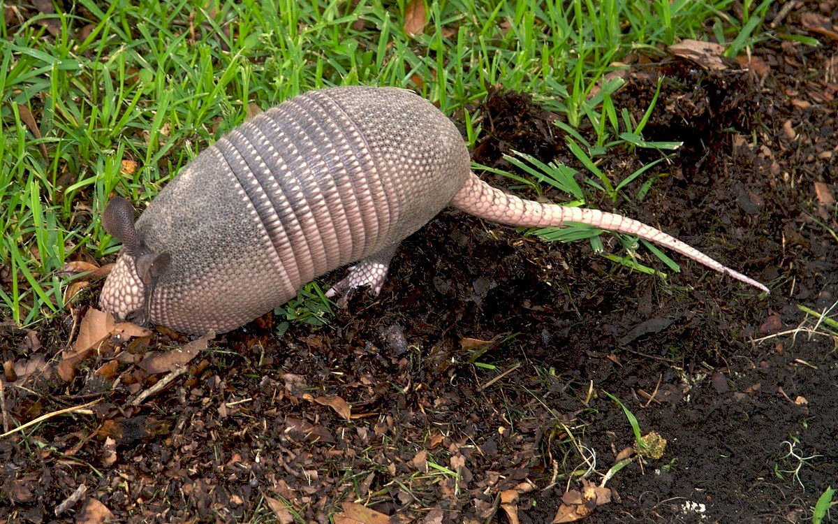 Image of naked-tailed armadillo leaving a burrow