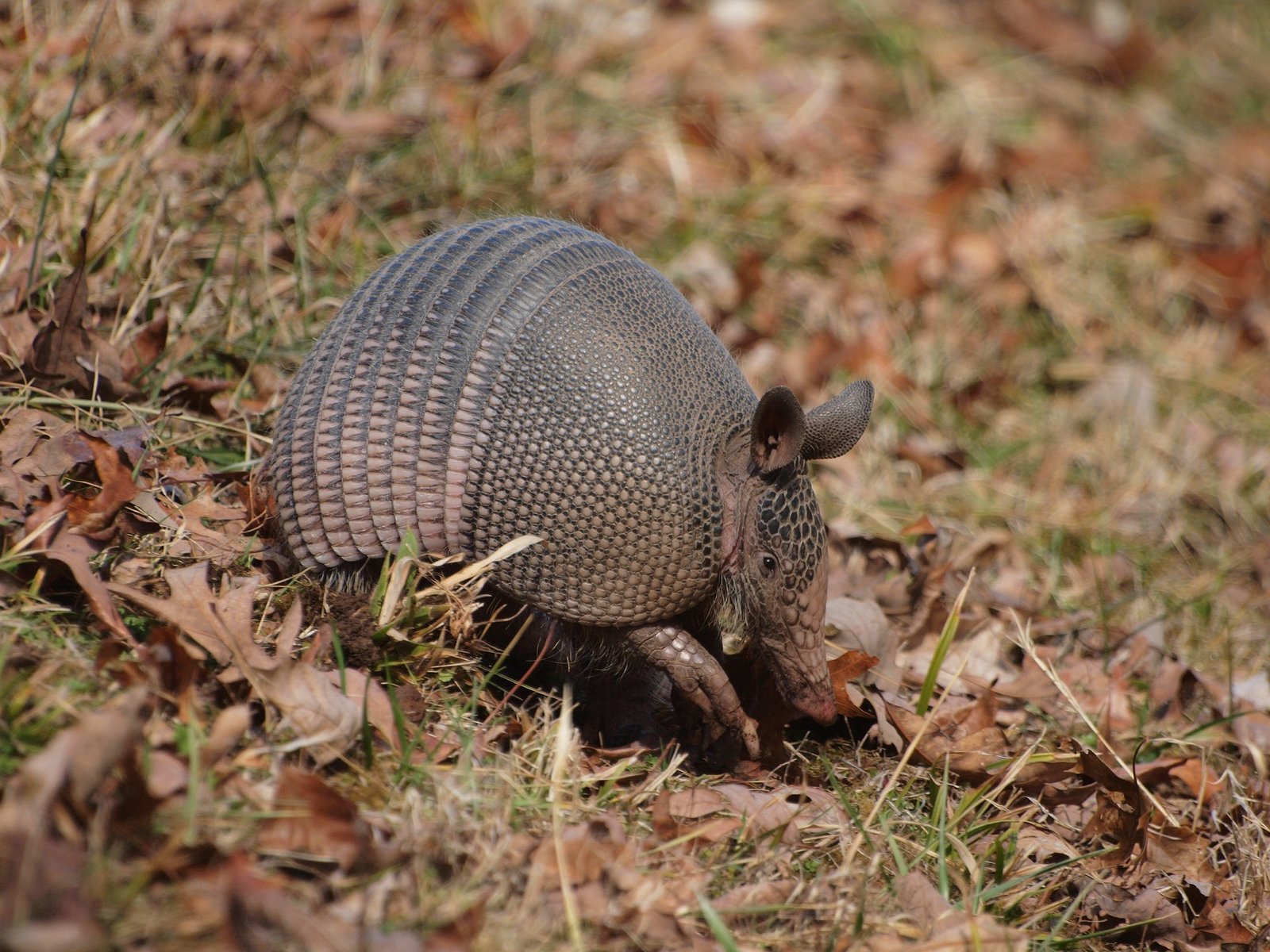 Picture of nine banded armadillo preparing to burrow