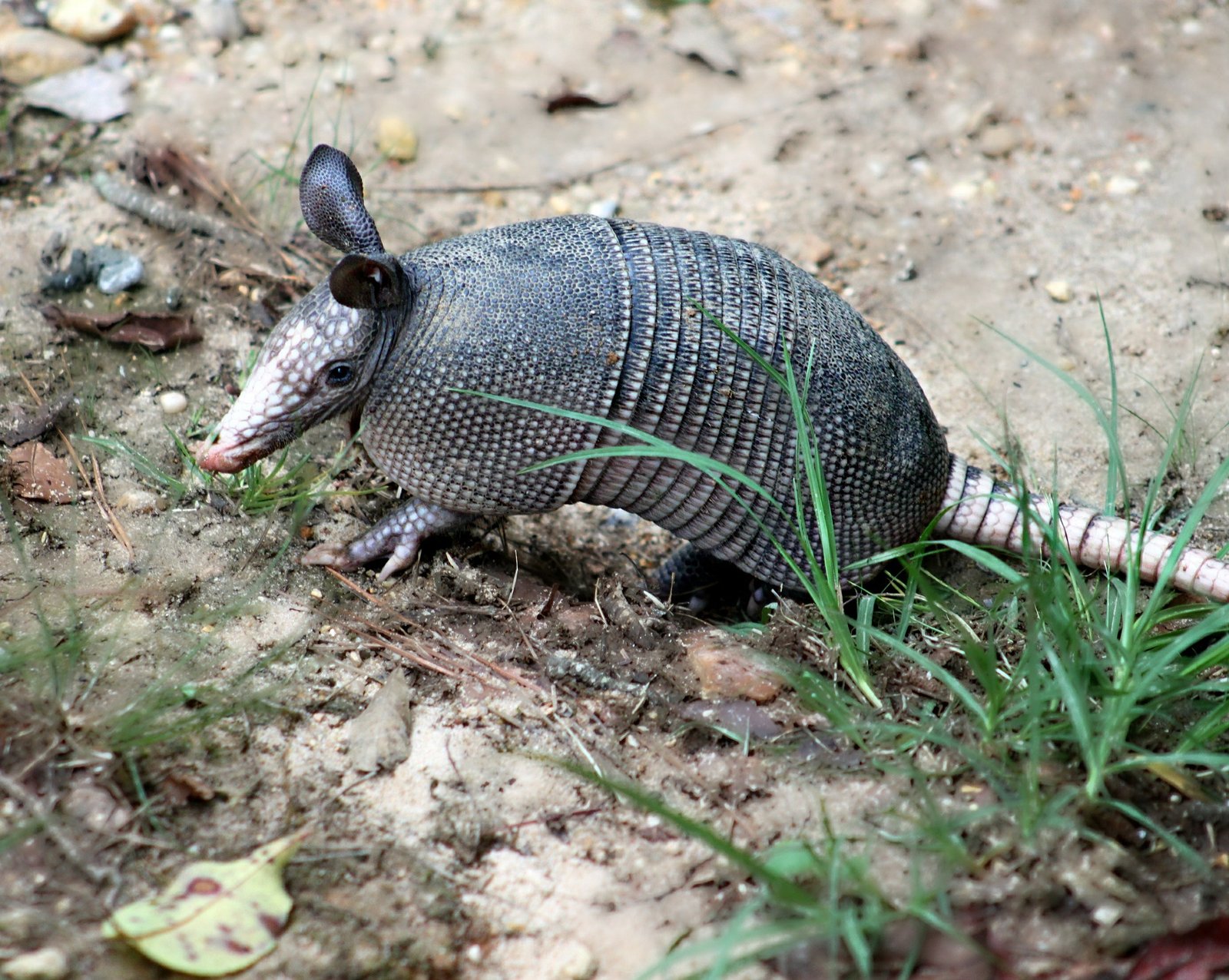 Picture of armadillo foraging