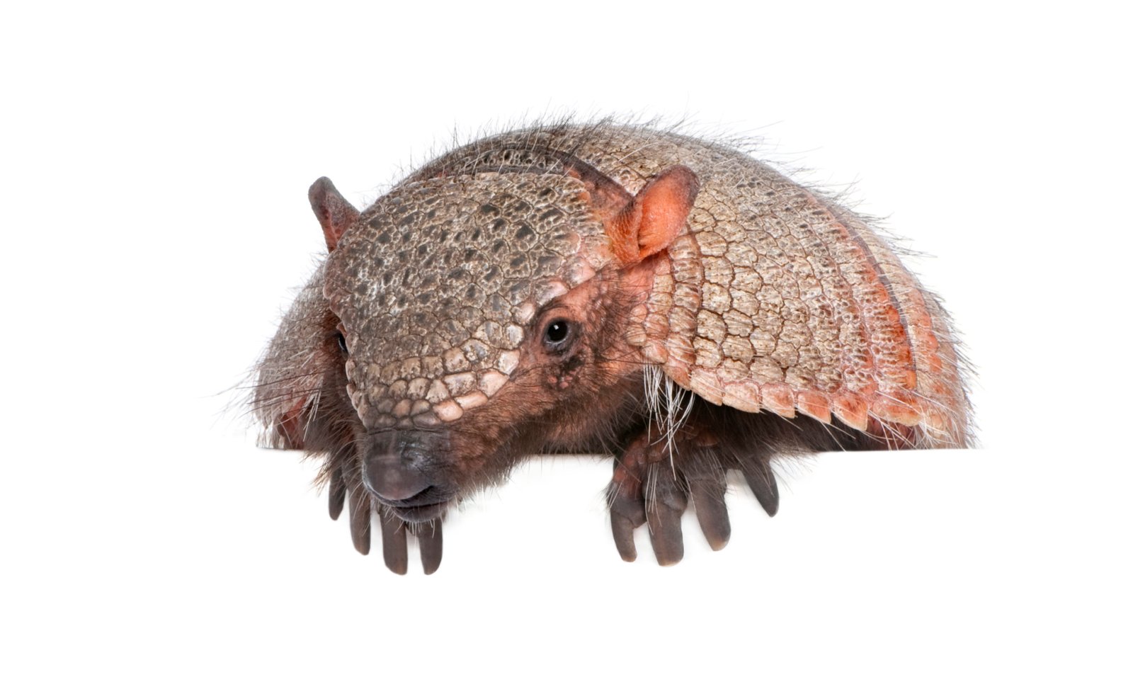 Portrait of a hairy armadillo