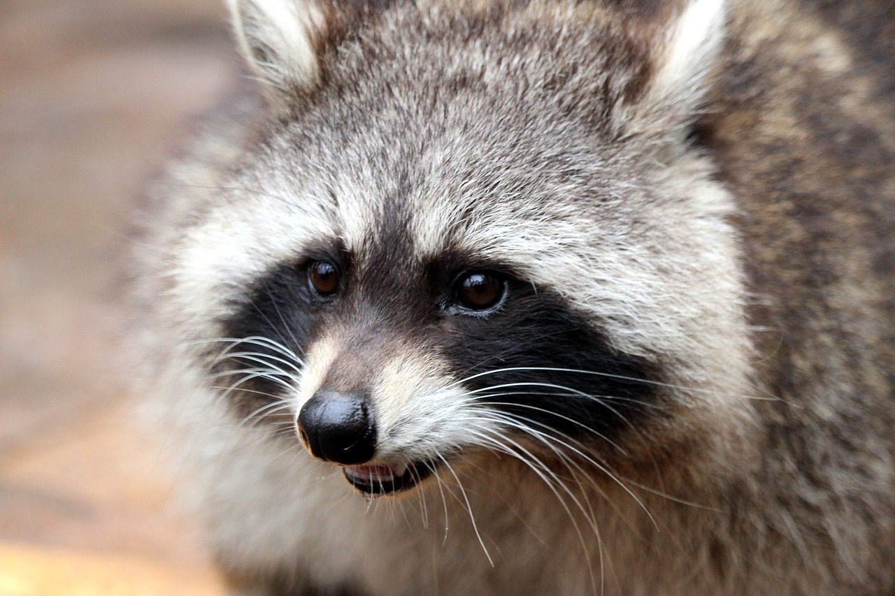 Photo of a grey and black raccoon