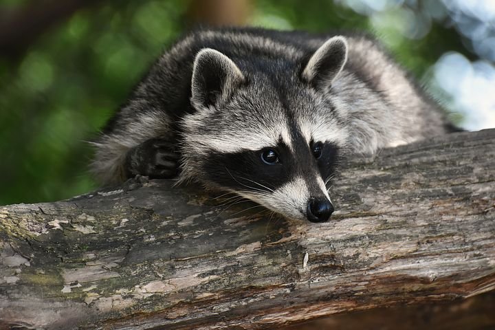 Photo of a raccoon resting in a tree