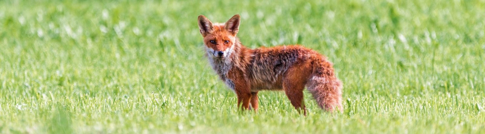 Photograph of a red fox 