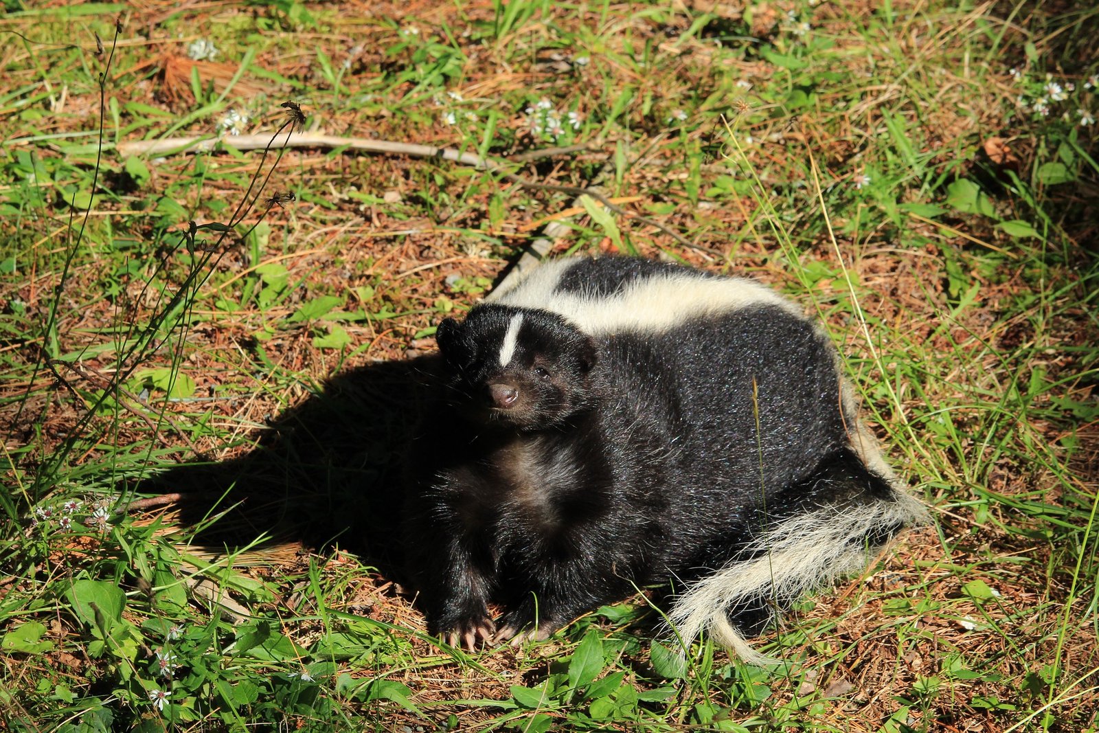 Image of skunk resting in backyard