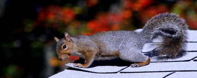 Image of a squirrel climbing a roof