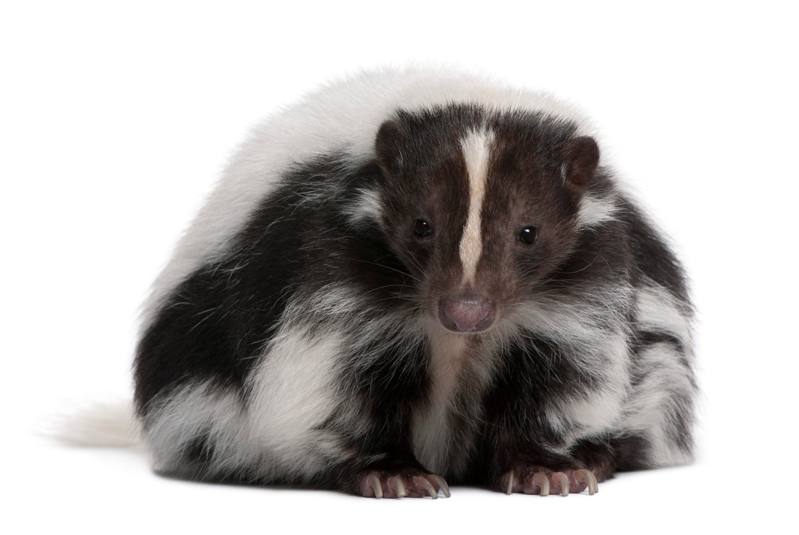 Photo of a striped black and white skunk