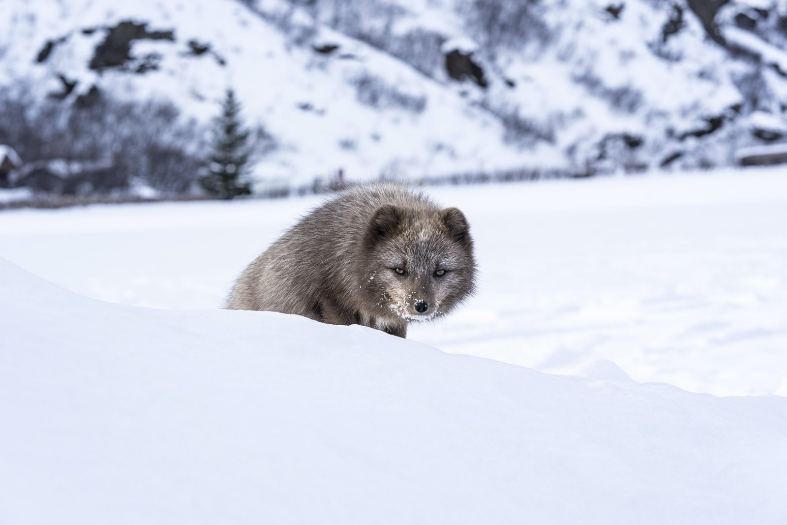 Photograph of gray artic fox in snowy tundra