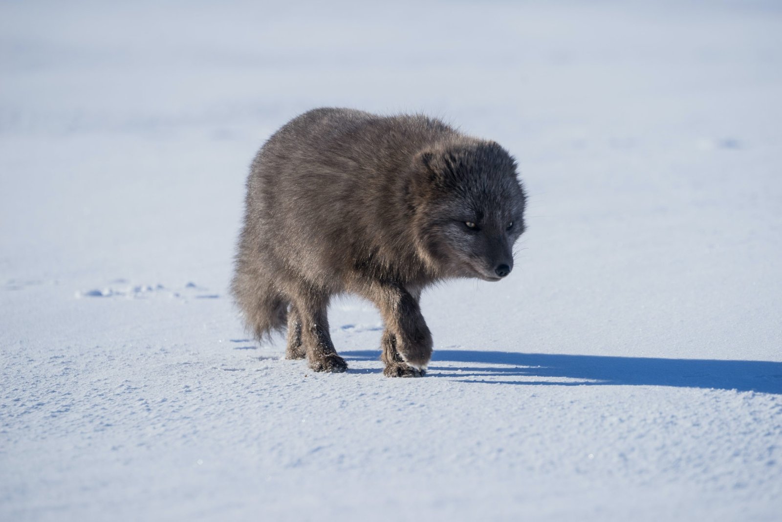 Image of a gray artic fox tracking prey