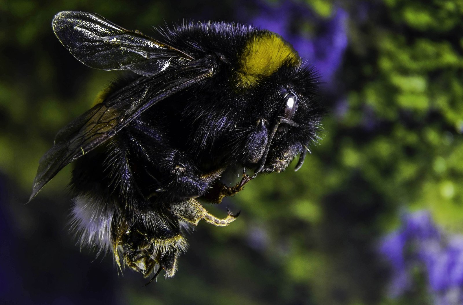 Image of black colored bumble bee flying