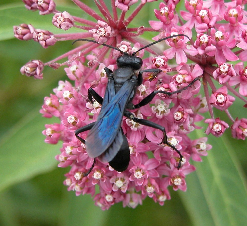 Picture of blue winged mud dauber on a flower