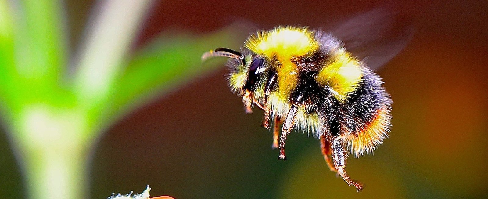 Image of flying bumble bee searching for pollen
