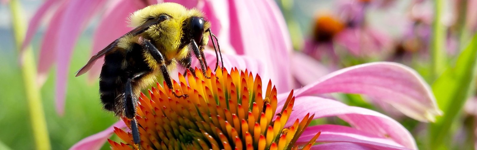 Photo of a bumble bee extracting nectar from a flowering plant